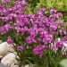Firletka 'Cherry Bubles'  (Silene viscaria)